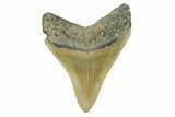 Serrated, Fossil Megalodon Tooth - North Carolina #294482-1